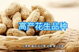 最高亩产达2086斤，最重单果达5克，巨花三号花生来了视频封面