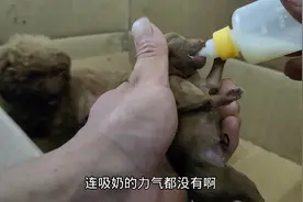 小泰迪居然生了7只宝宝，有一只非常弱小，不知道能不能活下去视频封面