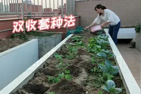 楼顶种菜有技巧，马铃薯这样套种，可瓜豆双收视频封面
