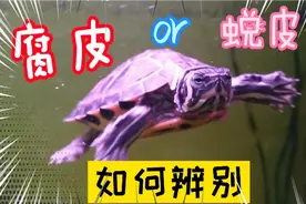 傻傻分不清乌龟蜕皮腐皮？180秒帮你搞定这个问题，不用走弯路哦
