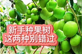 楼顶种这两种果树，花多果多，吃果不愁，适合新手种植，别错过了视频封面