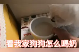 看我家狗狗怎么喝奶