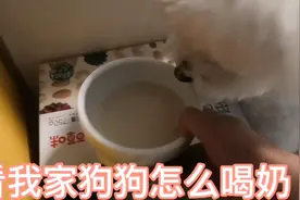 看我家狗狗怎么喝奶视频封面