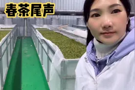 广西三江侗族春茶接近尾声，茶青18一斤，很多外地老板都来抢！