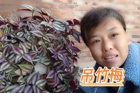 养了多年吊竹梅，今天才知道原来它还有药用价值，能帮助好多人视频封面
