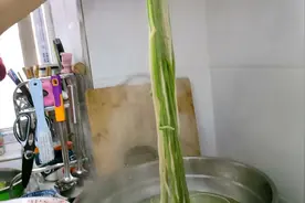 陕西手工搓搓，家的味道，菠菜汁，等绿菜汁都可以做哦！视频封面