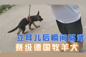 瞬间霸气威武！德牧犬耳朵后立耳慢，需要人工辅助立耳！