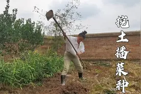 种菜有技巧，怎么样播菜种籽发芽率高，产量高，子露教你三招