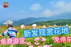 刚开放不久的花海景区太惊艳，大片的各色鲜花盛开，去过的都说美视频封面