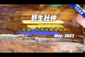 野生杜仲，泡酒，补肾壮腰健筋骨