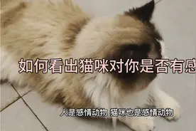 如何判断一只猫是否对你有感情，这七个动作证明猫咪已经爱上了你视频封面