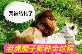 实拍，老虎和狮子配种全过程，最后狮子被结扎
