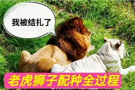 实拍，老虎和狮子配种全过程，最后狮子被结扎视频封面