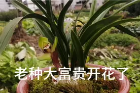 经典老种春兰大富贵开花香，江浙名品兰花，适合新兰友种植的兰花视频封面