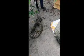 惊！！！巨蟒闯进农户鸡舍！！抓捕全过程！#原创视频#真实事件视频封面