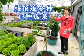 清明前后种什么瓜菜好？看三妹家楼顶菜园种的13种瓜菜，你喜欢吗视频封面