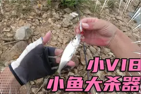 VIB,路亚必备神饵！针对 青稍 翘嘴的大杀器！视频封面