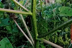 农村到处都有野生苍耳子，每个人都需要 ，可惜知道的人太少 ！视频封面