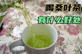 喝桑叶茶有好处？主妇每天煮2壸桑叶茶给家人喝，去了解桑叶功效视频封面