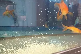 喂了两次小米，鱼儿已经熟悉了这个味道了吧@简爱宠物 @情系军人视频封面