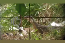 国外合法狩猎科莫多巨蜥，枪响即毙命。视频封面