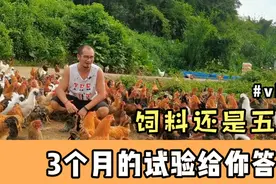 饲料鸡和五谷鸡到底有什么不同？历时110天的试验，给你我的答案视频封面
