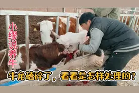 牛角不小心磕断了，看看是怎样处理的？