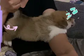 🌿皮皮一旦睡着了，任君摆弄😂，像一只猪猪，咋都不醒🙈视频封面