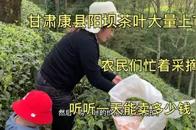 甘肃康县阳坝绿茶大量上市，农民们忙着采摘，听听一天能卖多少视频封面
