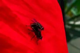 近看苍蝇交配过程