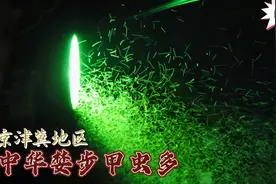 京津冀地区中华婪步甲虫多令人闹心，听完专家更疑惑