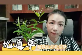 草中仙草忧遁草，延续生命救命草，提高免疫力防癌三高解毒快收藏