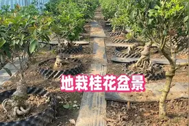 桂花品种不会挑？桂花品相不会看？进来看看这些地栽的桂花盆景吧视频封面