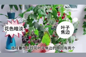 灯笼花出现叶子焦边，灯笼不红，注意2个细节，一年开花365天