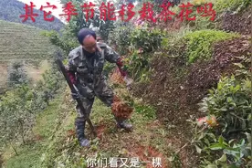 除了春天其他季节能移栽茶花吗？不知有多人人能知道视频封面
