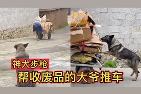 神犬步枪：大爷拉着废品上坡，狗狗看看帮忙推车，太有灵性了视频封面