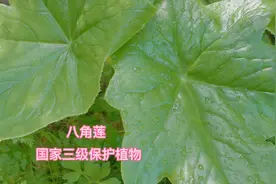 国家三级保护植物；八角莲视频封面