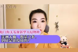 厦门海关发现新型入侵物种，美洲大蠊，数量之多，到底是谁投放？