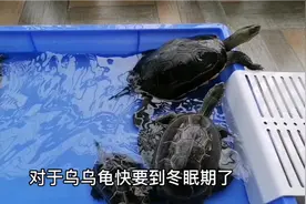 乌龟冬眠，需要水养还是干养比较好？视频封面