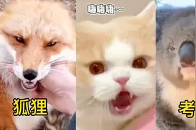 爆笑动物合集（这些魔性动物笑声你听过几个）