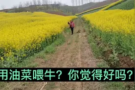 用油菜喂牛？你觉得好吗？视频封面