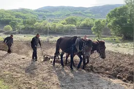 内蒙古深山遇到骡子耕地的老农民，来看看驴骡子和马骡子的区别视频封面