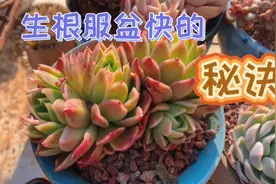 新手必看，想要多肉生根服盆快，你要这样做！视频封面