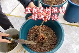 盆栽果树沤根怎么办？用沙子加2种生物菌，果树生根壮苗