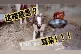 老李师傅家羊耳朵上整的哪一出，有什么用呢，您知道吗？视频封面