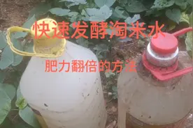 淘米水这样子发酵速度快，肥力强可达翻倍