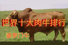 世界十大肉牛排行！海福特牛倒数！西门塔尔排在第几？视频封面