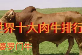 世界十大肉牛排行！海福特牛倒数！西门塔尔排在第几？视频封面