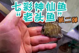 七彩神仙鱼老头鱼的处理方法视频封面
