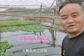 六十平方的水泥池养泥鳅三万尾，养殖两个月，看看老胡怎么说视频封面